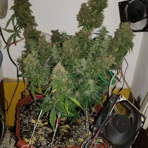 Auto Afghan Kush  growlog timeline photo