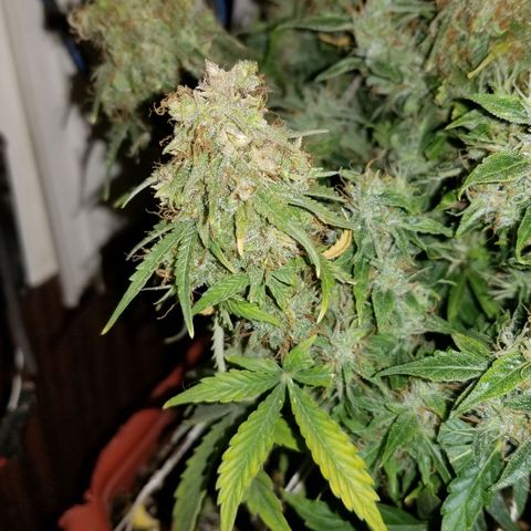 Auto Afghan Kush  growlog timeline photo
