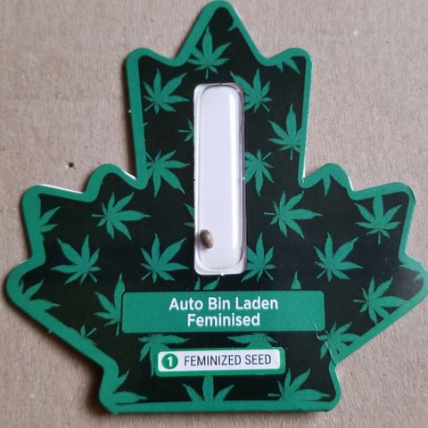 Bin Laden auto fem  growlog photo