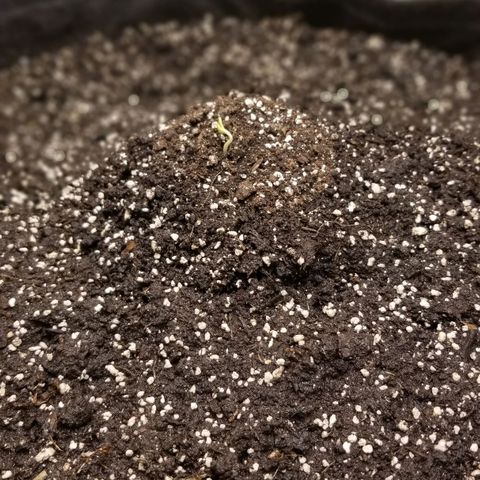 Bin Laden auto fem  growlog photo