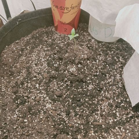 Bin Laden auto fem  growlog timeline photo