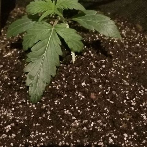 Bin Laden auto fem  growlog timeline photo