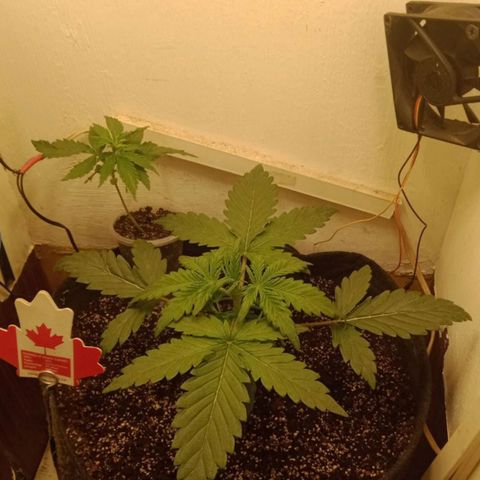 Bin Laden auto fem  growlog timeline photo