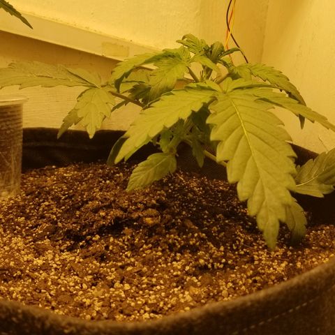 Bin Laden auto fem  growlog timeline photo
