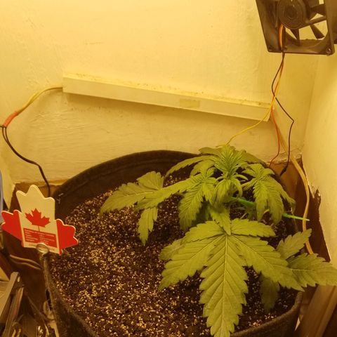 Bin Laden auto fem  growlog timeline photo