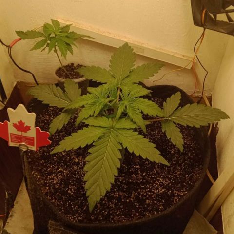 Bin Laden auto fem  growlog timeline photo
