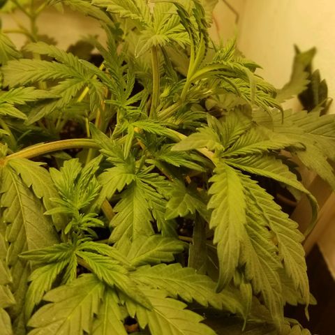 Bin Laden auto fem  growlog timeline photo