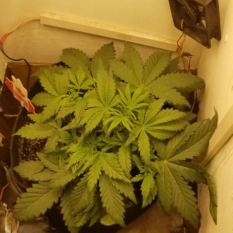 Bin Laden auto fem  growlog timeline photo