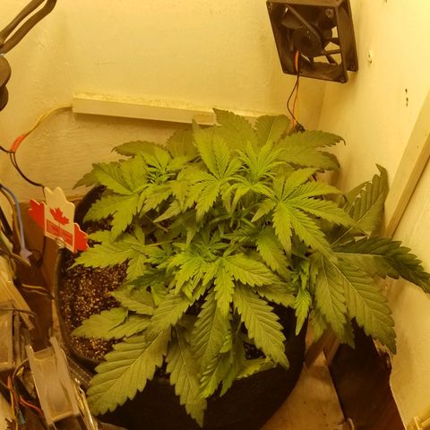 Bin Laden auto fem  growlog timeline photo