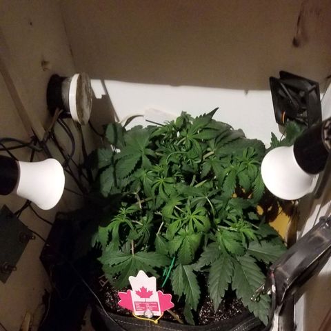 Bin Laden auto fem  growlog timeline photo