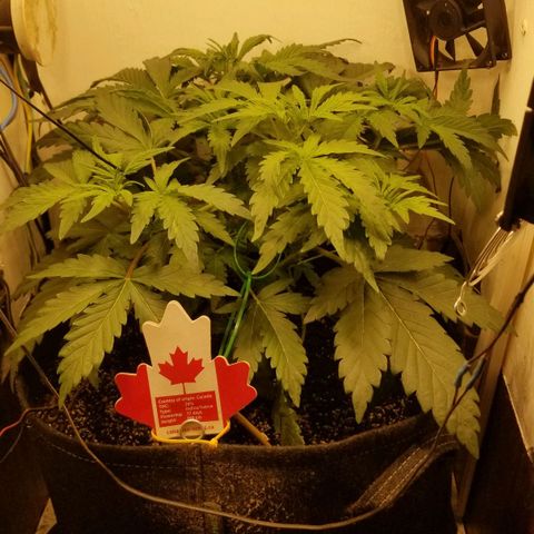 Bin Laden auto fem  growlog timeline photo