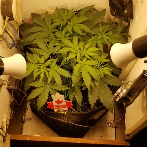 Bin Laden auto fem  growlog timeline photo