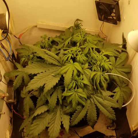 Bin Laden auto fem  growlog timeline photo