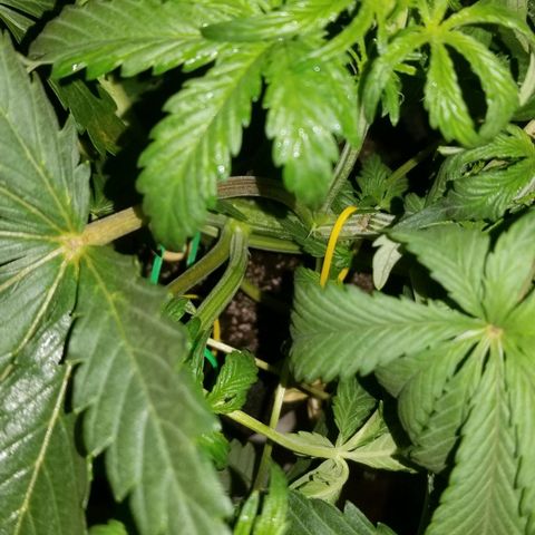 Bin Laden auto fem  growlog timeline photo