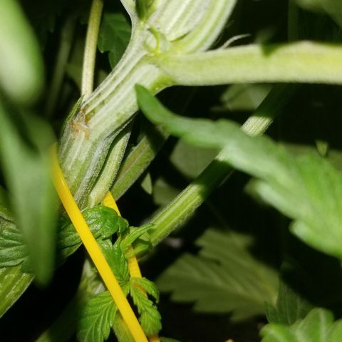 Bin Laden auto fem  growlog timeline photo