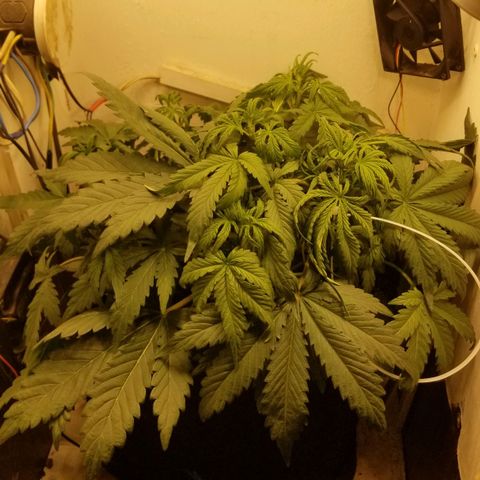 Bin Laden auto fem  growlog timeline photo