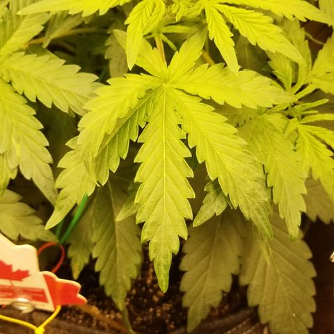 Bin Laden auto fem  growlog timeline photo