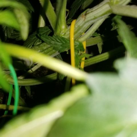 Bin Laden auto fem  growlog timeline photo