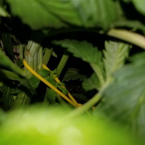 Bin Laden auto fem  growlog timeline photo