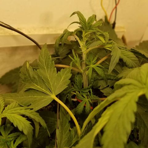 Bin Laden auto fem  growlog timeline photo
