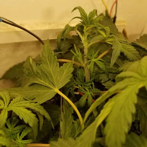 Bin Laden auto fem  growlog timeline photo