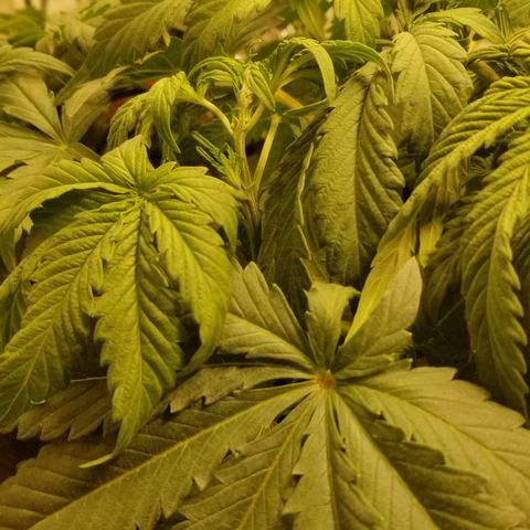 Bin Laden auto fem  growlog timeline photo