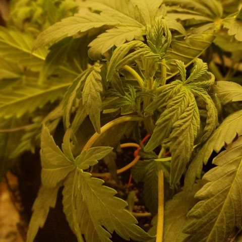 Bin Laden auto fem  growlog timeline photo