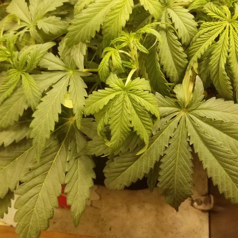Bin Laden auto fem  growlog timeline photo