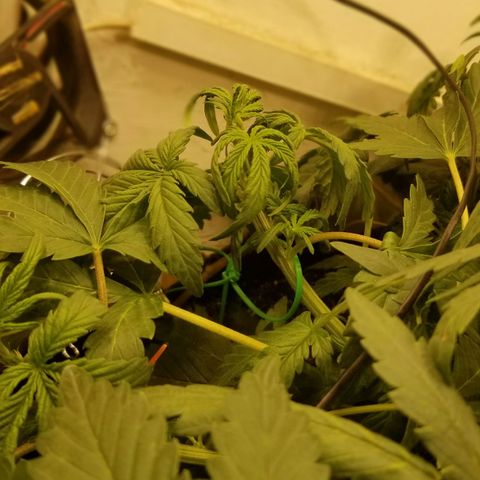 Bin Laden auto fem  growlog timeline photo