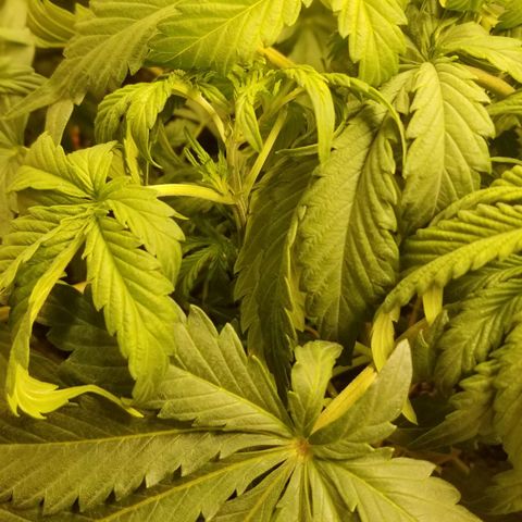 Bin Laden auto fem  growlog timeline photo