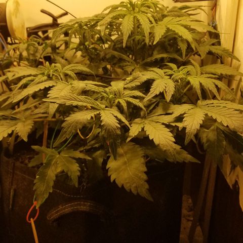 Bin Laden auto fem  growlog timeline photo