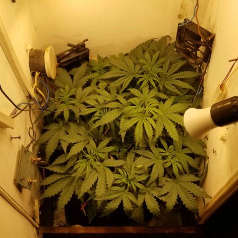 Bin Laden auto fem  growlog timeline photo