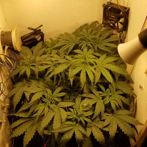 Bin Laden auto fem  growlog timeline photo