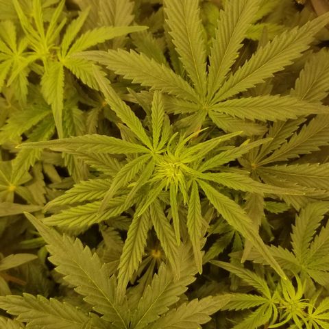 Bin Laden auto fem  growlog timeline photo