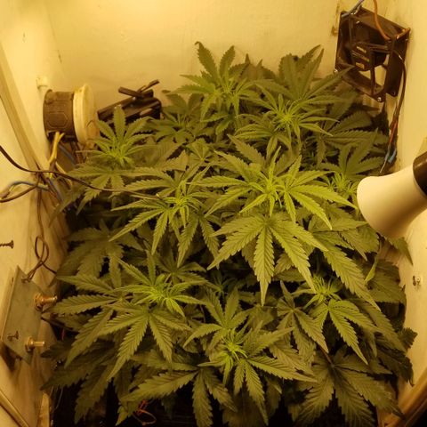 Bin Laden auto fem  growlog timeline photo