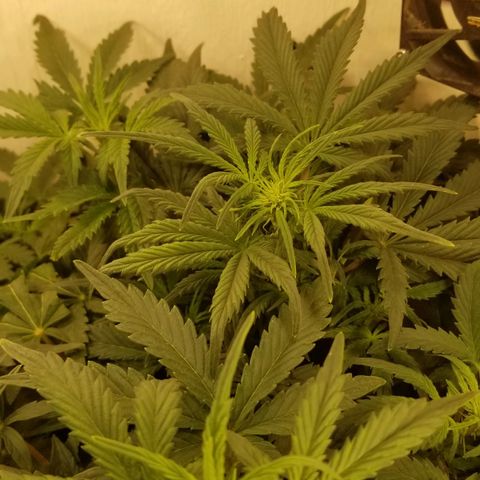 Bin Laden auto fem  growlog timeline photo