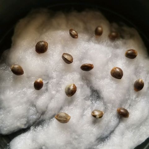 Mix  growlog timeline photo