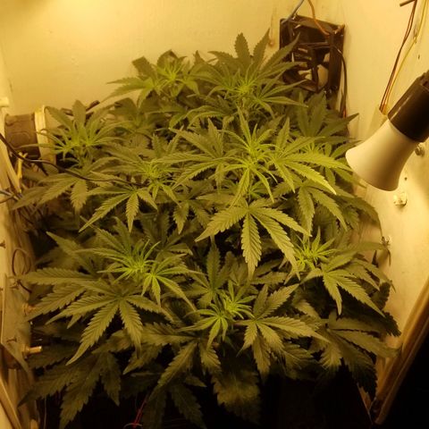 Bin Laden auto fem  growlog timeline photo