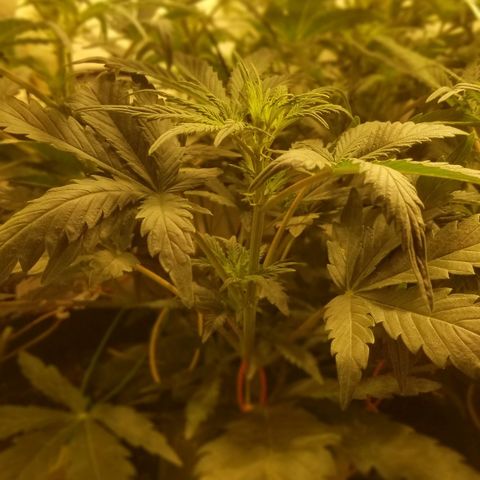 Bin Laden auto fem  growlog timeline photo