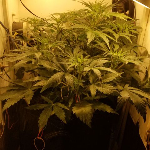 Bin Laden auto fem  growlog timeline photo