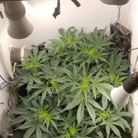 Bin Laden auto fem  growlog timeline photo