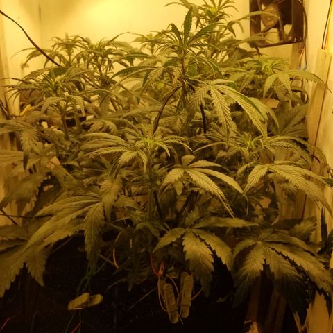 Bin Laden auto fem  growlog timeline photo