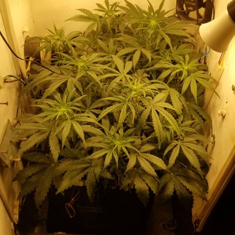 Bin Laden auto fem  growlog timeline photo