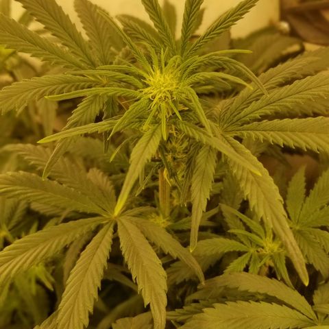Bin Laden auto fem  growlog timeline photo