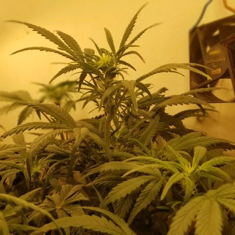 Bin Laden auto fem  growlog timeline photo