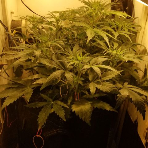 Bin Laden auto fem  growlog timeline photo