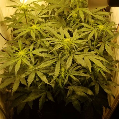 Bin Laden auto fem  growlog timeline photo