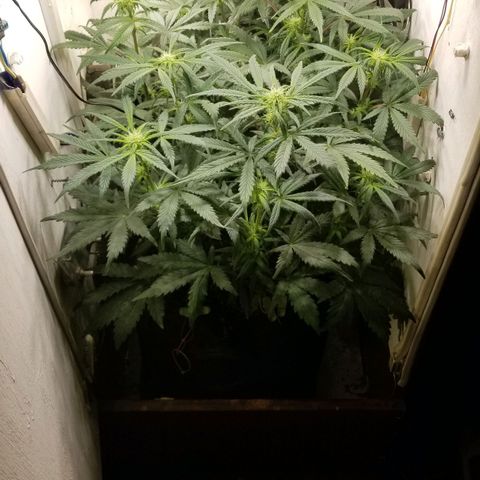 Bin Laden auto fem  growlog timeline photo