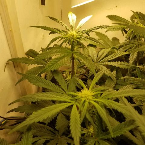 Bin Laden auto fem  growlog timeline photo