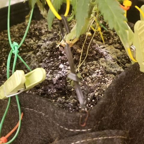 Bin Laden auto fem  growlog photo: applied Plagron pk 13-14, after a few hours a reaction began, which is not compatible with any of the fertilizers, Soil was taken, mixed with guanokalong and sprinkled in a growbag